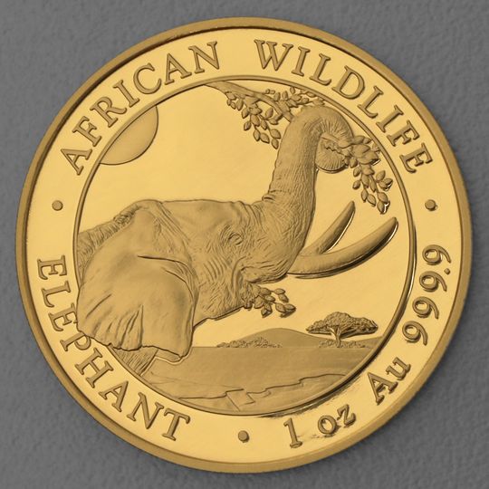 Goldmünze Somalia Elefant 2023