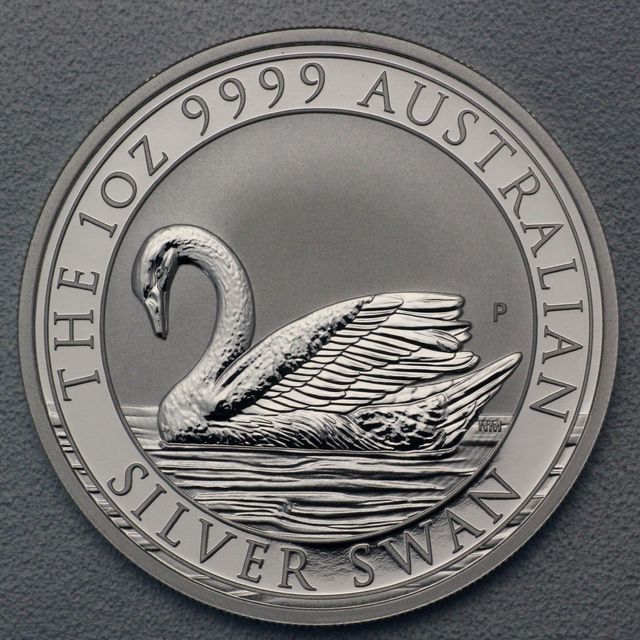 Australian Silver Swan 2017