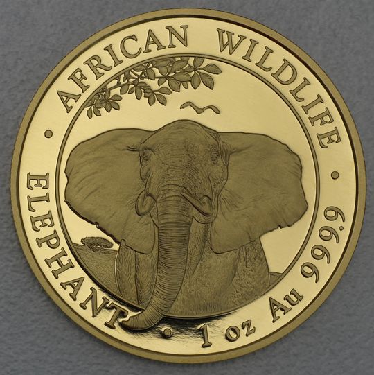 Goldmünze Somalia Elefant 2021