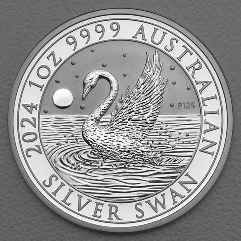 Australian Silver Swan 2024