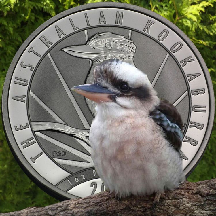 Kookaburra Münze