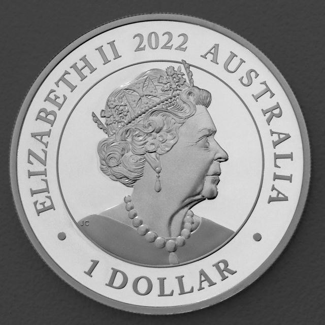 Australian Silver Swan 2022