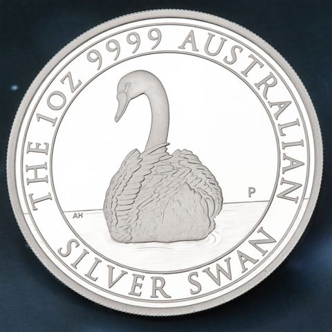 Australian Silver Swan 2023
