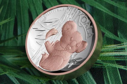 Silbermünze "Koala" 2024 (PP, HR und vergoldet)