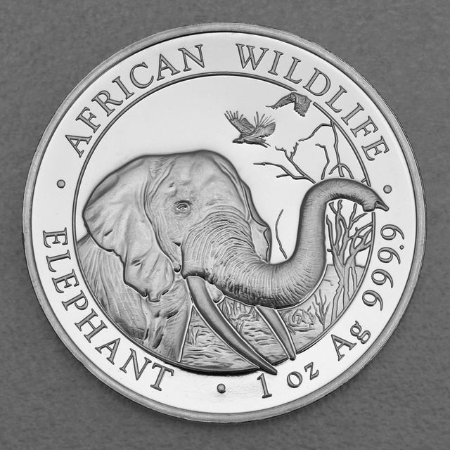 Silbermünze Somalia Elefant African Wildlife 2018