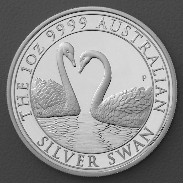 Australian Silver Swan 2022